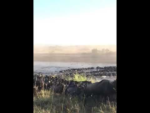 The iconic migration at Serengeti 