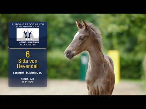 Hybrid Fohlenauktion Kat.Nr. 6 Sitta von Heyendell Hengst v. Segantini - St. Moritz Junior
