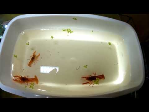 Medakas und CPO Krebse