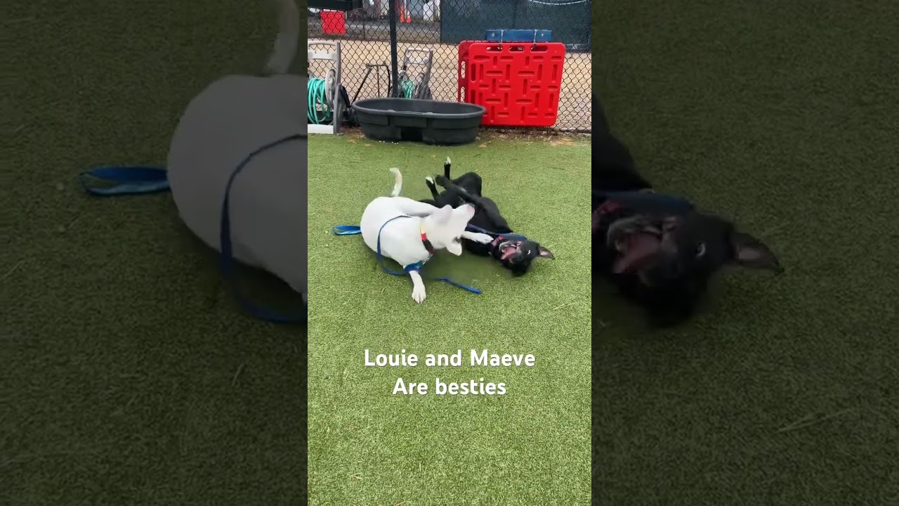 Enlarge Louie, a Adoptable Mixed Breed in Hampton Bays, NY video 6/6