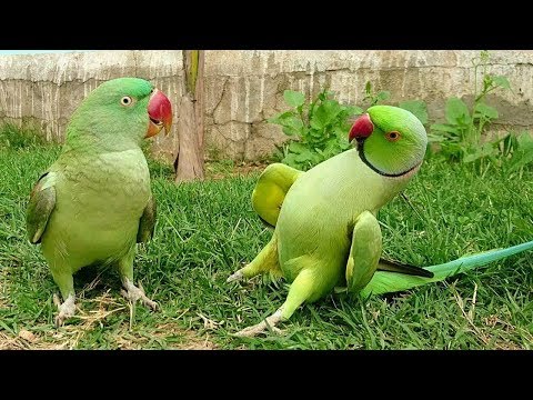 Bébés animaux perroquets et oiseaux mignons compilation (2021)