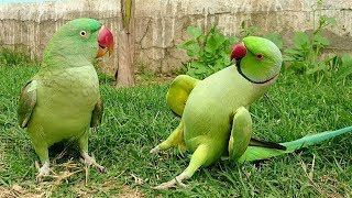 Bébés animaux perroquets et oiseaux mignons compilation (2021)