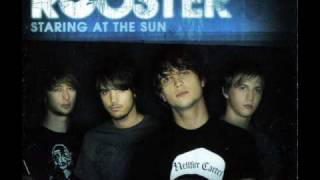 staring at the sun (rooster)