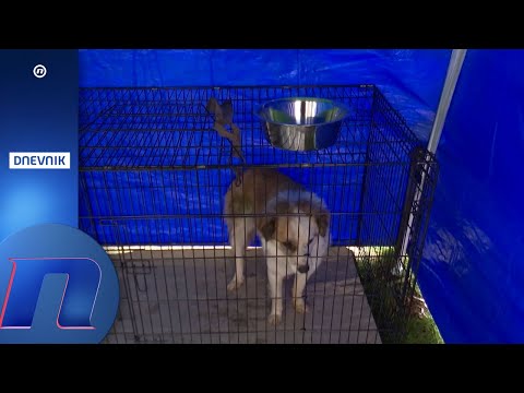 Dragan Jovanović(SNS): dozvoliti odstrel pasa lutalica. Mučne scene po azilima