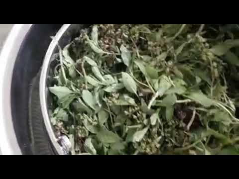 100L Basil Essential Oil Distillation Equipment