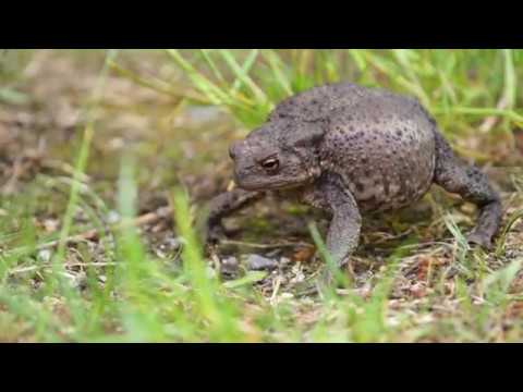 Defense behavior of the common toad