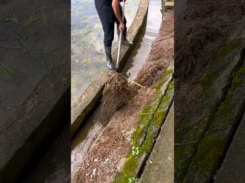 #shorts #agriculture #farming2024 #youngfarmers #shot #EliteShortsUnleashed #2676