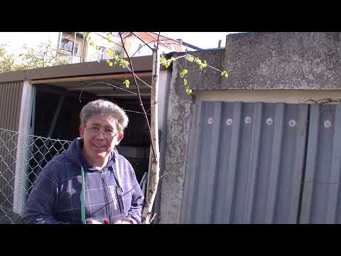 Abmoosen einer Birke ( 2022 - 33 )