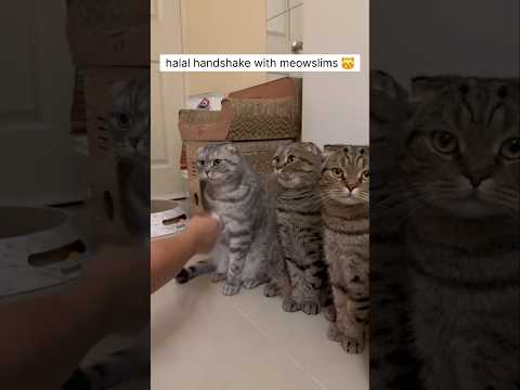 cuties😍#cats #cat #catlovers #shorts #short #shortvideo #shortsvideo #ytshort #ytviral #cutecat #fyp