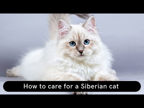 How to care for a Siberian cat || How to take care of a Siberian cat || Siberian cats cares guide