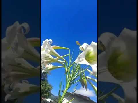 Hermosa Varita de San José