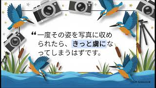 水辺の鳥、カワセミを美しく撮るテクニック【鳥ビア】