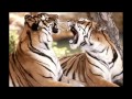 !!!!!!2 roaring tigers found near taj mahal..... watch u will be shocked!!!!!!!