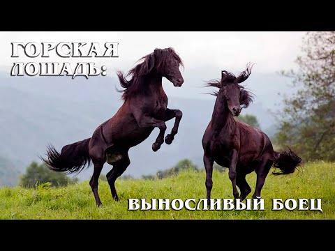 , title : 'Кабардинская лошадь: Очень выносливая порода лошадей - национальная гордость Кавказа'