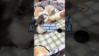 Download lagu Cara merawat bayi kucing tanpa induk#cats#catlover mp3