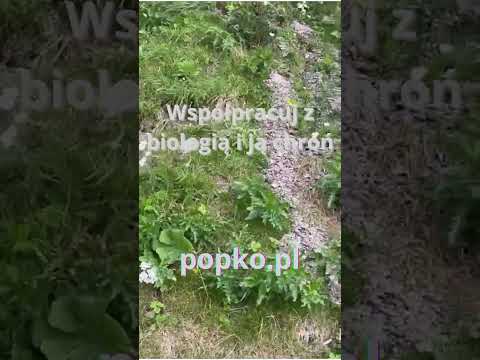 [Encyklopedia Wiedzy Duchowej] Współpracuj z biologią i ją chroń popko.pl  #popko #motywacja #rozwojduchowy #miłość #przyroda