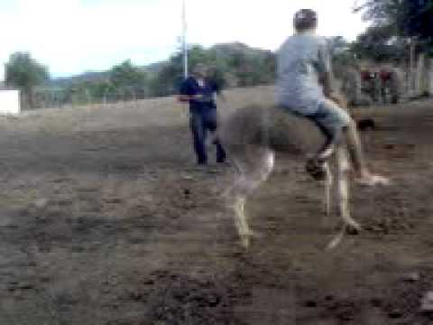 el jinete del rosario