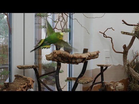 Welliwalzer und Korktrott 🥰