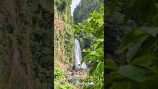 Rain forest,Dominica#cruise#waterfalls#island#beautifulnature#Dominica#piratesofthecarribean#