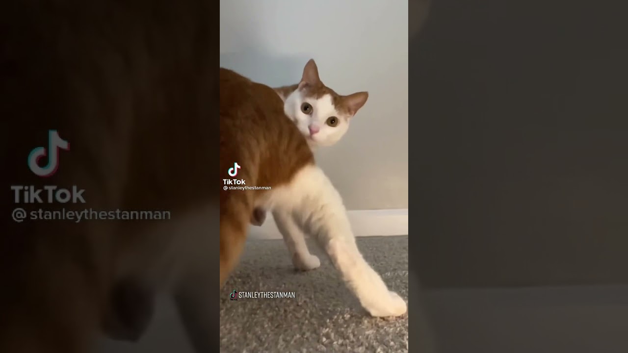 Cat twerking