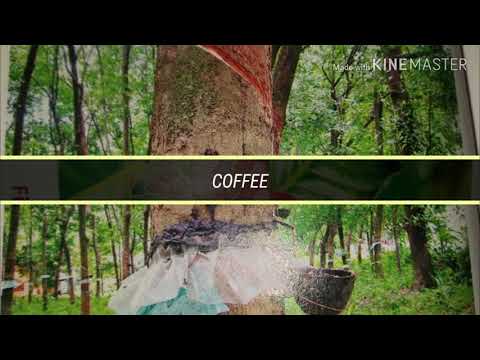 What are the food and cash crops.....