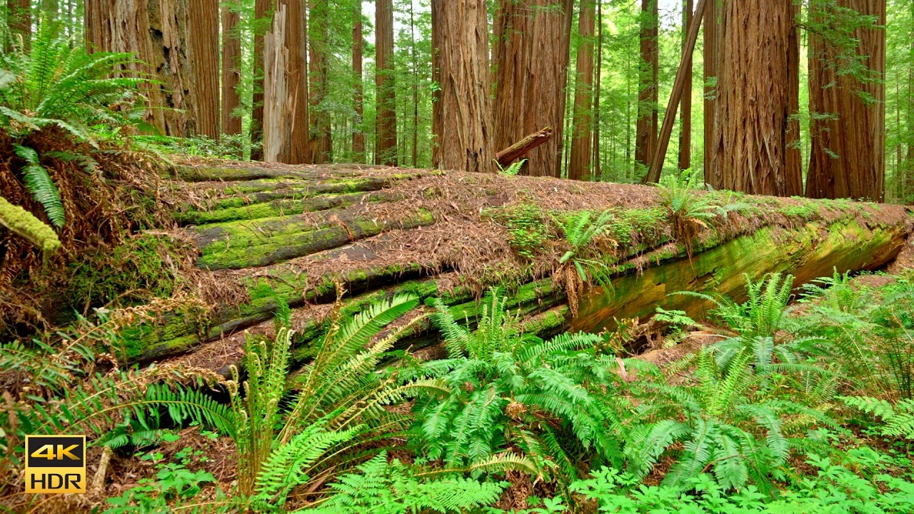 Bull Creek South Trail To Big Trees Loop ☘️ | Humboldt Redwoods State Park California 4K 60 FPS