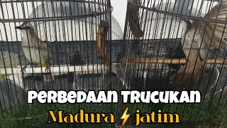 Download lagu Perbedaan Trucukan Madura & Trucukan Jatim mp3