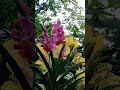 Vanda Flower