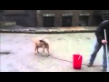 Screaming Goats 1 Hour Remix Seamless Loop