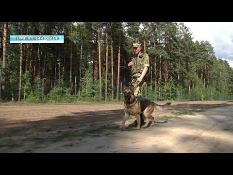 Гомельскія памежнікі затрымалі парушальніка мяжы видео