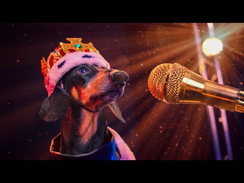 Doxie Din - I'm so awesome! [Official Music Video]