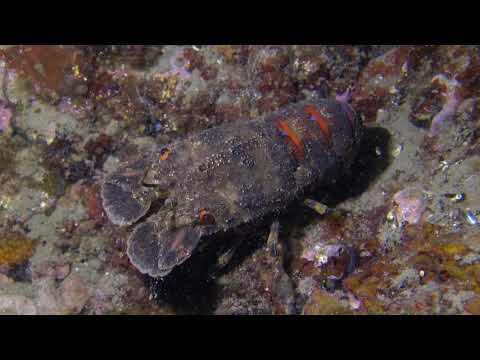 Scyllarus arctus