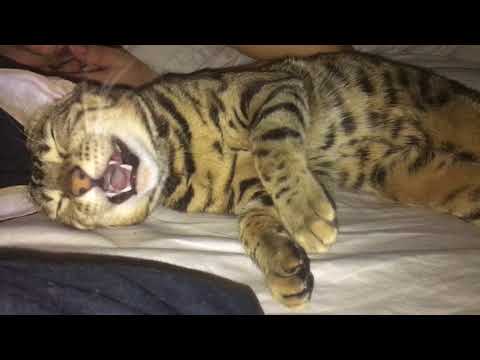 Bengal Cat Sleep Talks