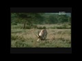 Gazelle Kills Cheetah