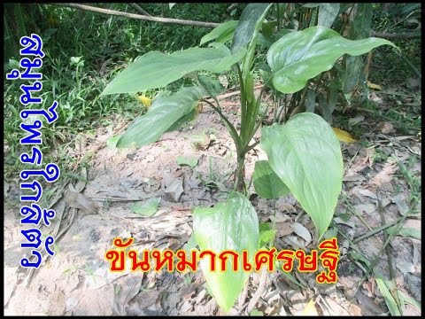 การดำเนินการเหมือนจะมีการดำเนินการที่จะเพิ่มสมาชิก ซื้อ Exciter สำหรับผู้หญิงโดยทางไปรษณีย์