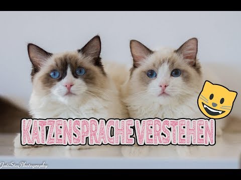KATZENSPRACHE richtig verstehen | Körpersprache von Katze lesen