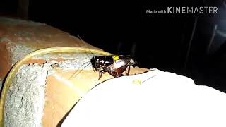 Download lagu Suara jangkrik cocok untuk masteran mp3