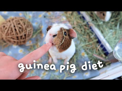 What To Feed Your Guinea Pig: Guinea Pig Diet 101