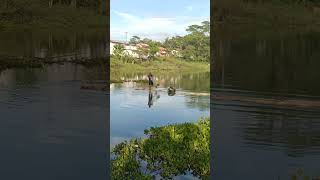 Download lagu Traditional Netting ' Ngecrik ' #fishing #fishingvideo #netting #ngecrik #jalaikan mp3