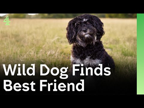 Wild Dog Finds Best Friend | The Dog House 🐶