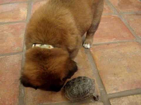Puppy vs. Turtle