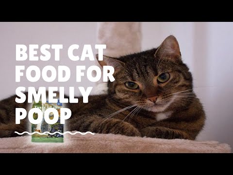 Best Cat Food for Smelly Poop