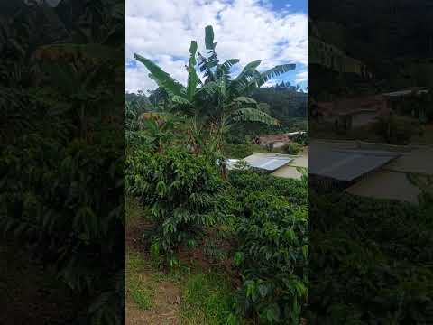 De parranda todo el año #parranda #nariño #Antioquia
