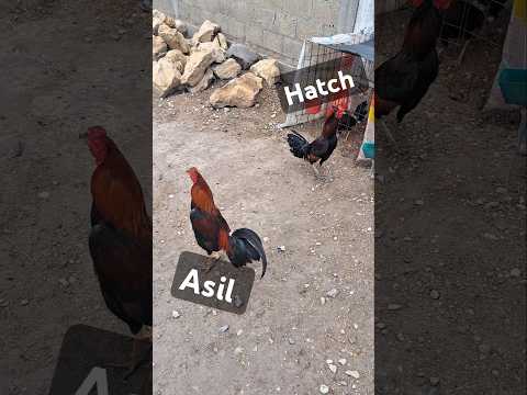 Gallos de pelea #gallosjm #gallos #gamefowl #gamefarm #rooster #gamefowlbreeding #hen #assel #rancho