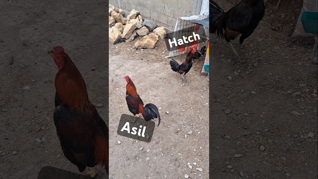 Gallos de pelea #gallosjm #gallos #gamefowl #gamefarm #rooster #gamefowlbreeding #hen #assel #rancho