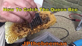 How To Catch The Queen Bee With A Queen Catcher