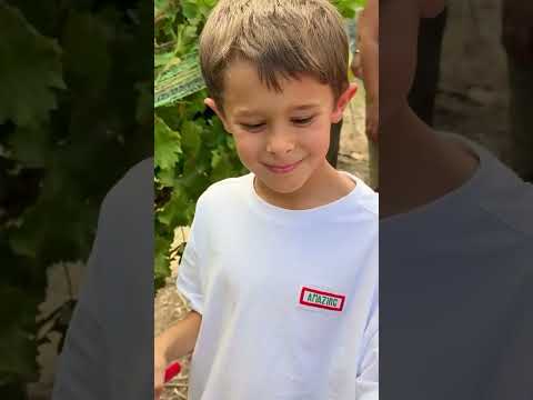 Recuerdos que nos dejó la fiesta de vendimia