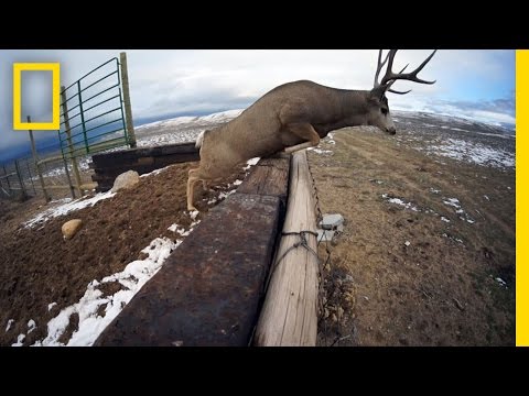 A Deer Migration You Have to See to Believe | National Geographic