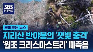 지리산 반야봉의 '잿빛 충격'.. '원조 크리스마스트리' 떼죽음 하얗게 말라 죽었어요 / SBS / 모아보는 뉴스