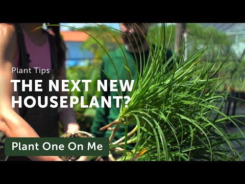 Will These be the Next NEW HOUSEPLANTS? — Ep 183